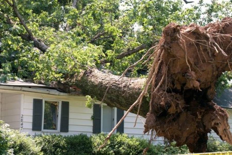 A Picture of an Uprooted Tree That Fell On a House After a Severe Storm.
